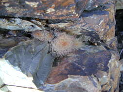 Image of Mammillaria pennispinosa Krainz