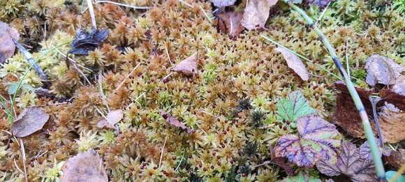 Image of Sphagnum lindbergii W. P. Schimper ex Lindberg 1857