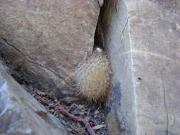 Image of Mammillaria pennispinosa Krainz