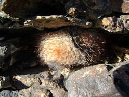 Image of Mammillaria pennispinosa Krainz