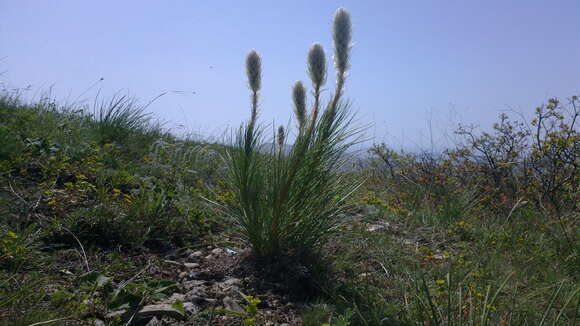 Image of Asphodeline taurica (Pall. ex M. Bieb.) Endl.