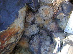 Image of Mammillaria pennispinosa Krainz