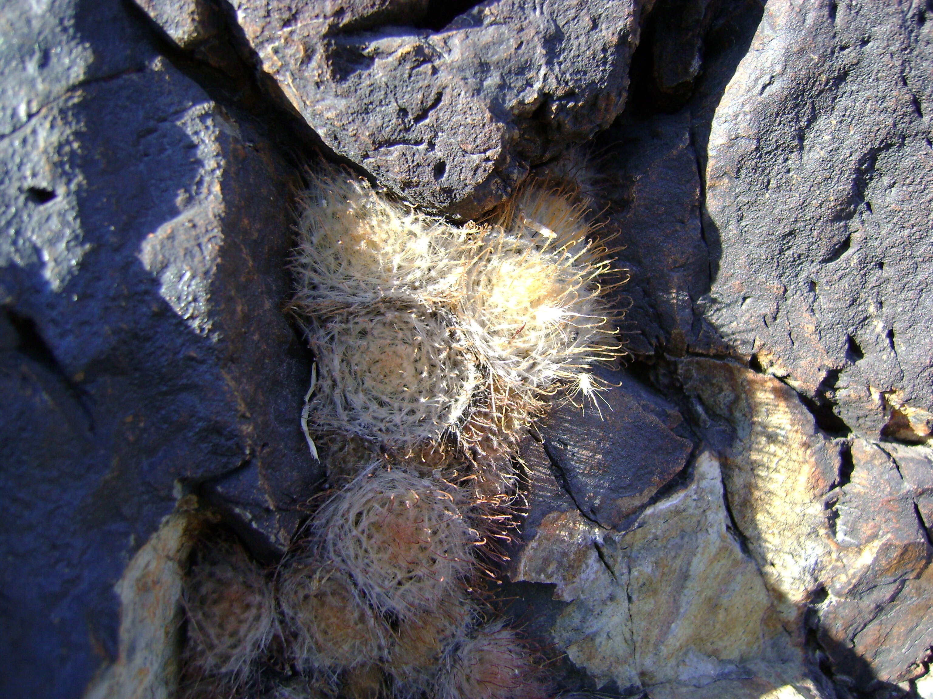 Image of Mammillaria pennispinosa Krainz