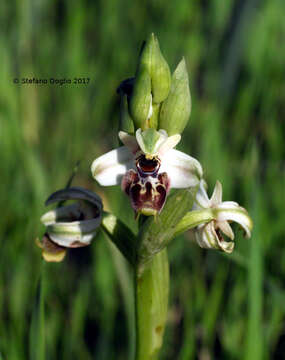 Image of Ophrys umbilicata subsp. beerii Shifman