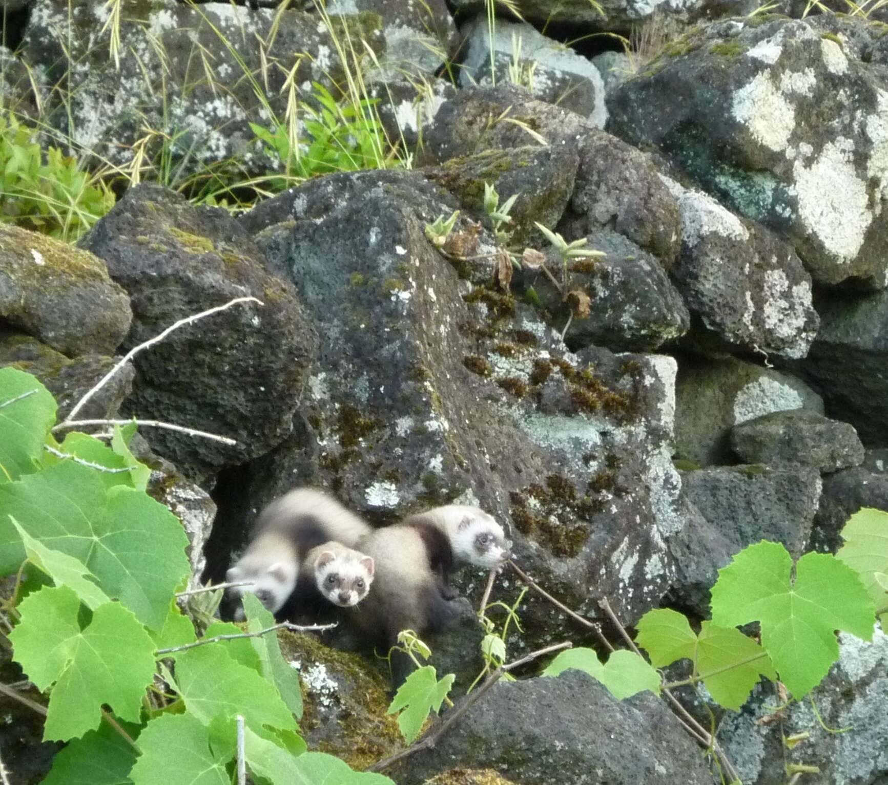 Image of domestic ferret