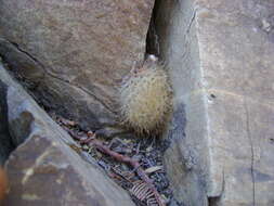 Image of Mammillaria pennispinosa Krainz