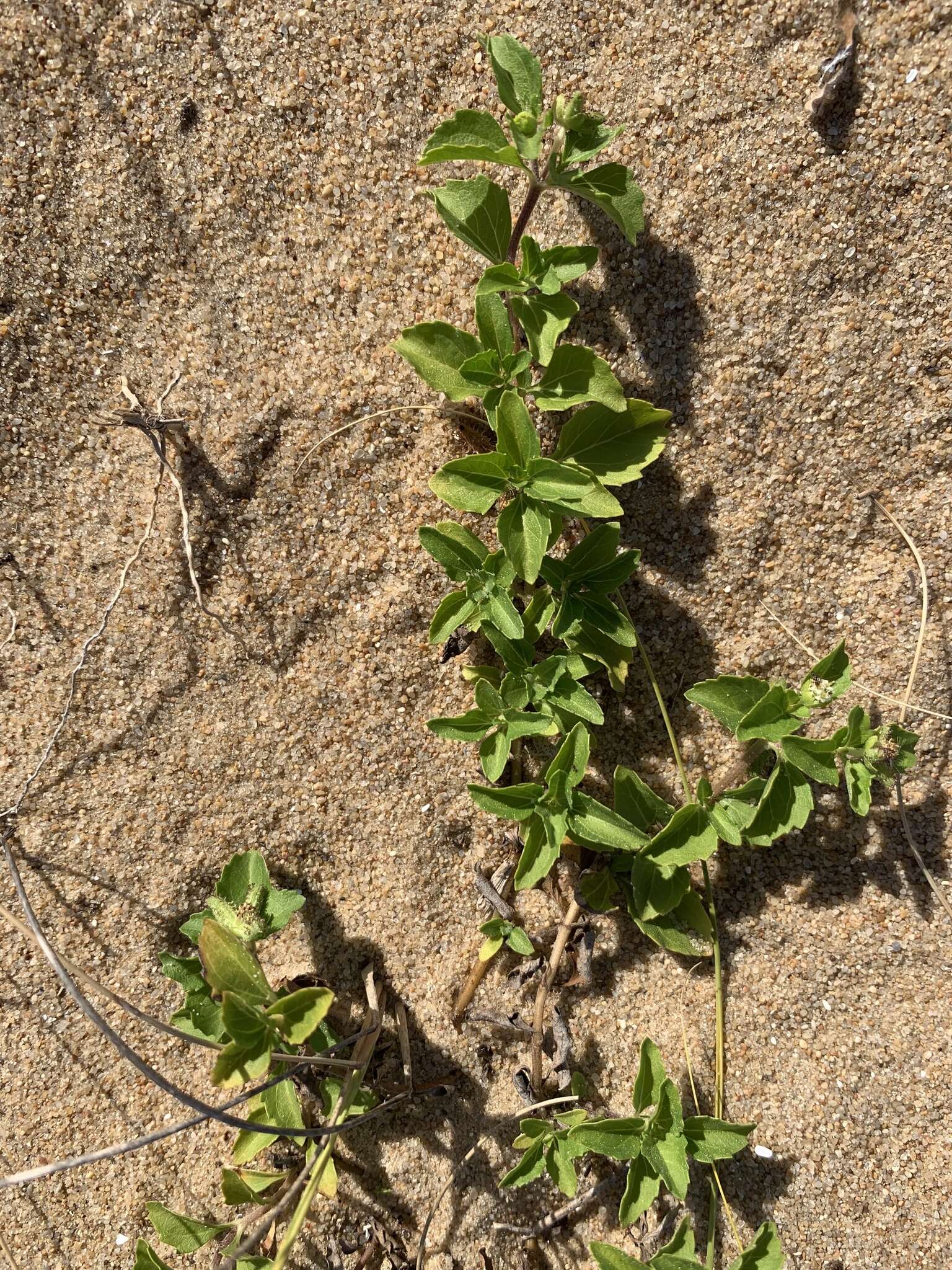 Image of Paraguayan starbur