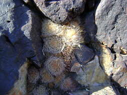 Image of Mammillaria pennispinosa Krainz