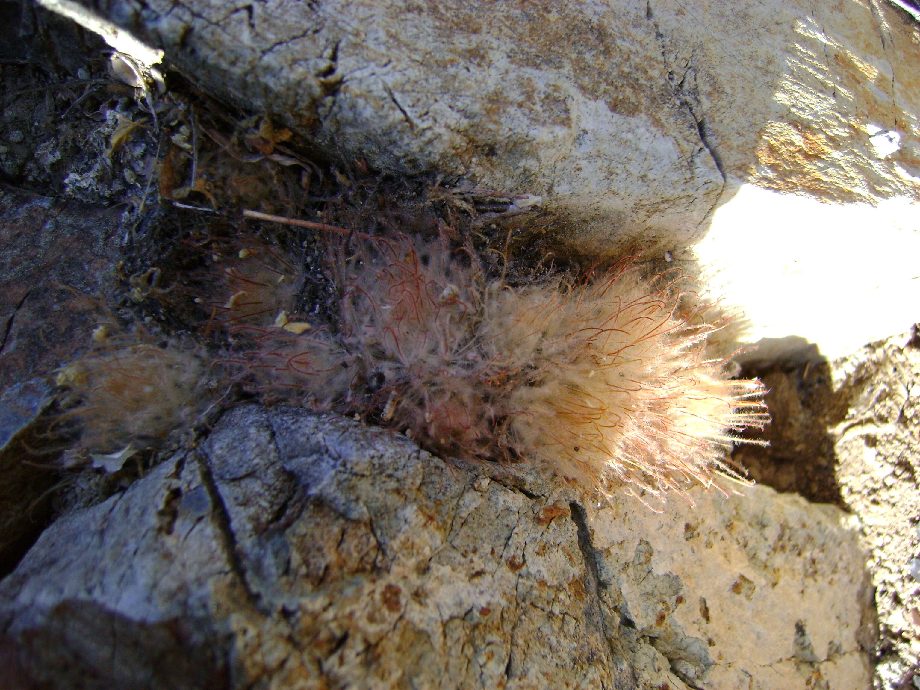 Image of Mammillaria pennispinosa Krainz