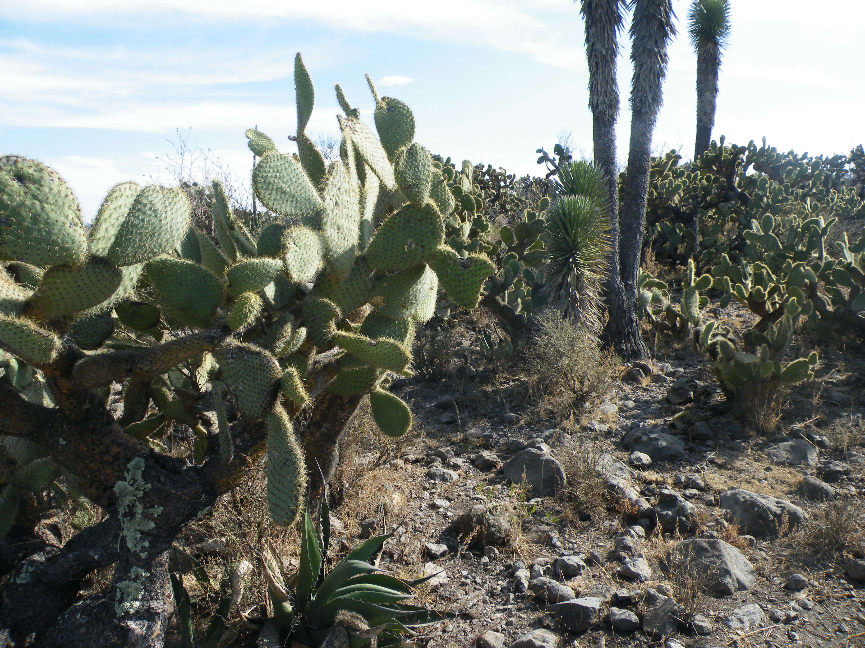 Plancia ëd Opuntia leucotricha DC.