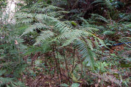 Image of Chain Fern Rhizome