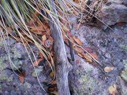 Image of Arizona ridge-nosed rattlesnake