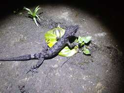 Image of Marbled Bow-fingered Gecko