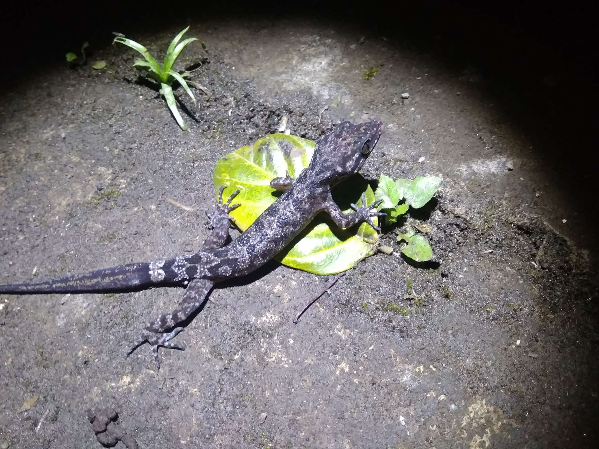 Image of Marbled Bow-fingered Gecko