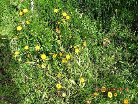 Image of <i>Xerochrysum palustre</i>