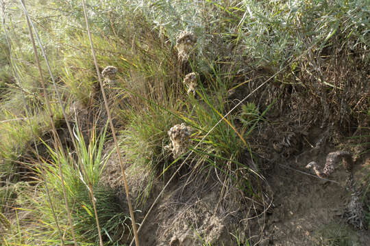 Image of Allium clathratum Ledeb.