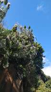 Image of Echium nervosum Dryand. ex Ait.