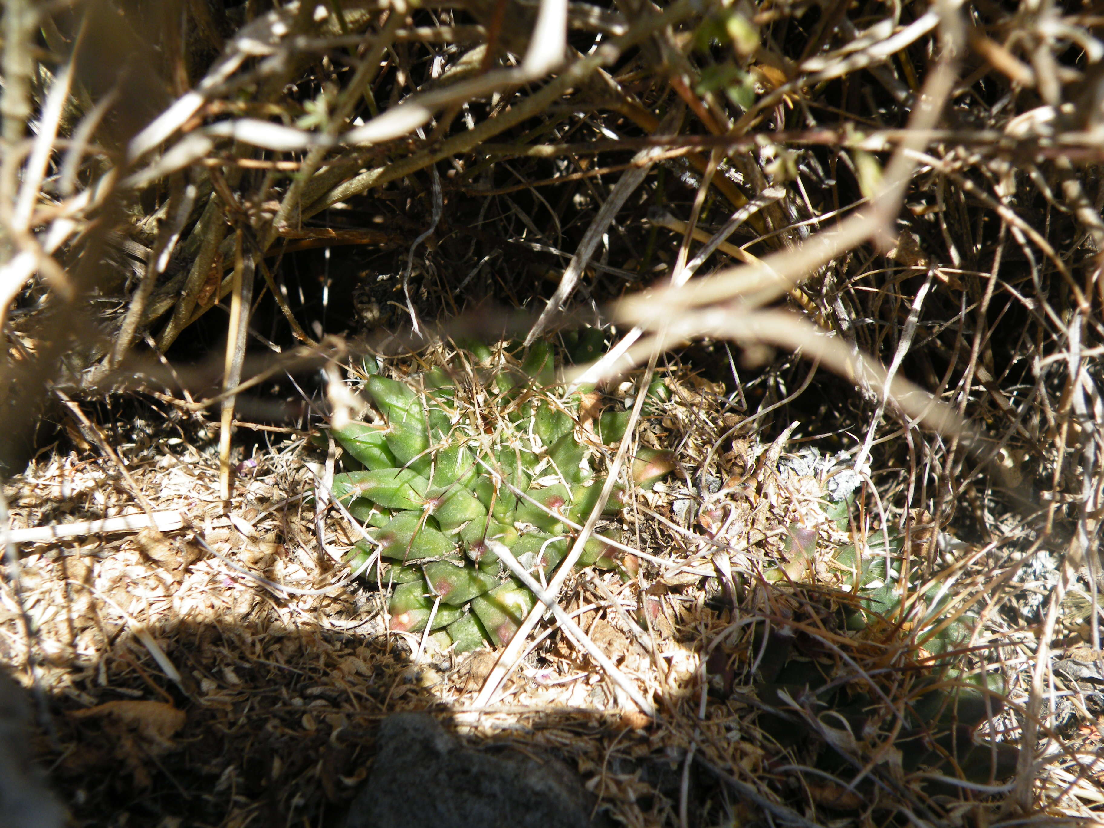 Sivun Mammillaria magnimamma Haw. kuva