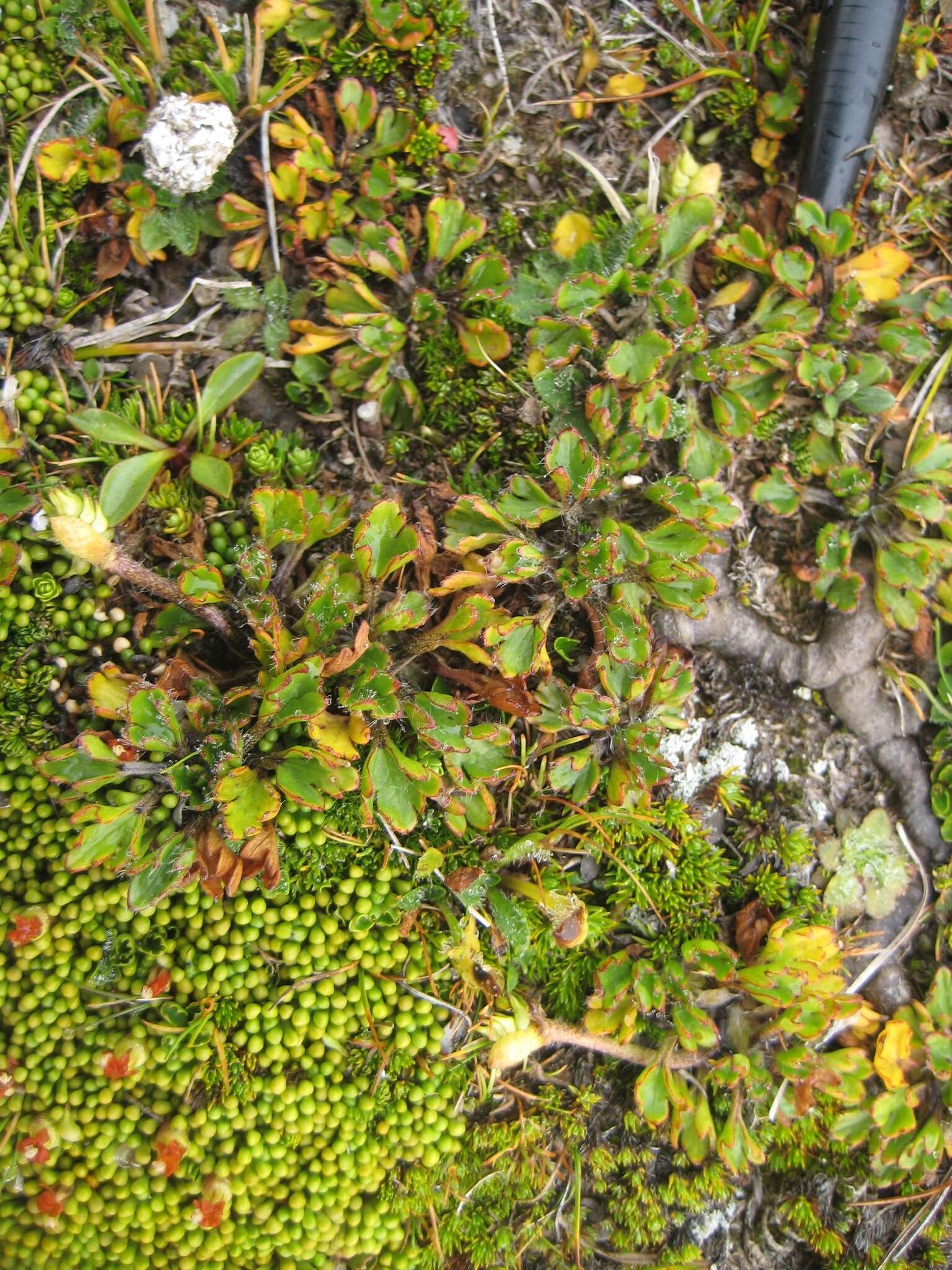 Image of Ranunculus pachyrrhizus Hook. fil.