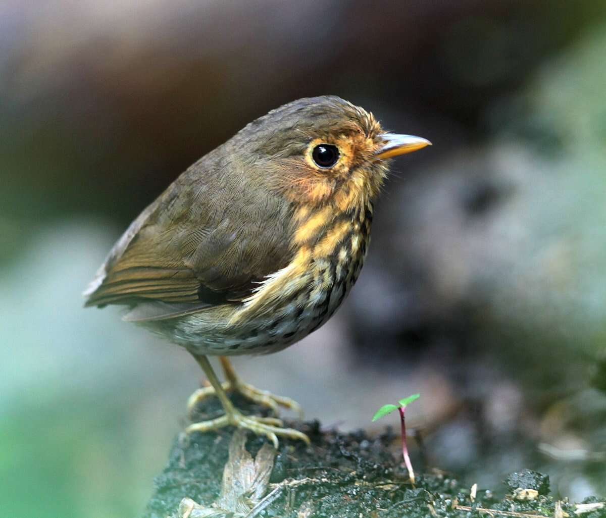 Image of Ochre-breasted Antpitta