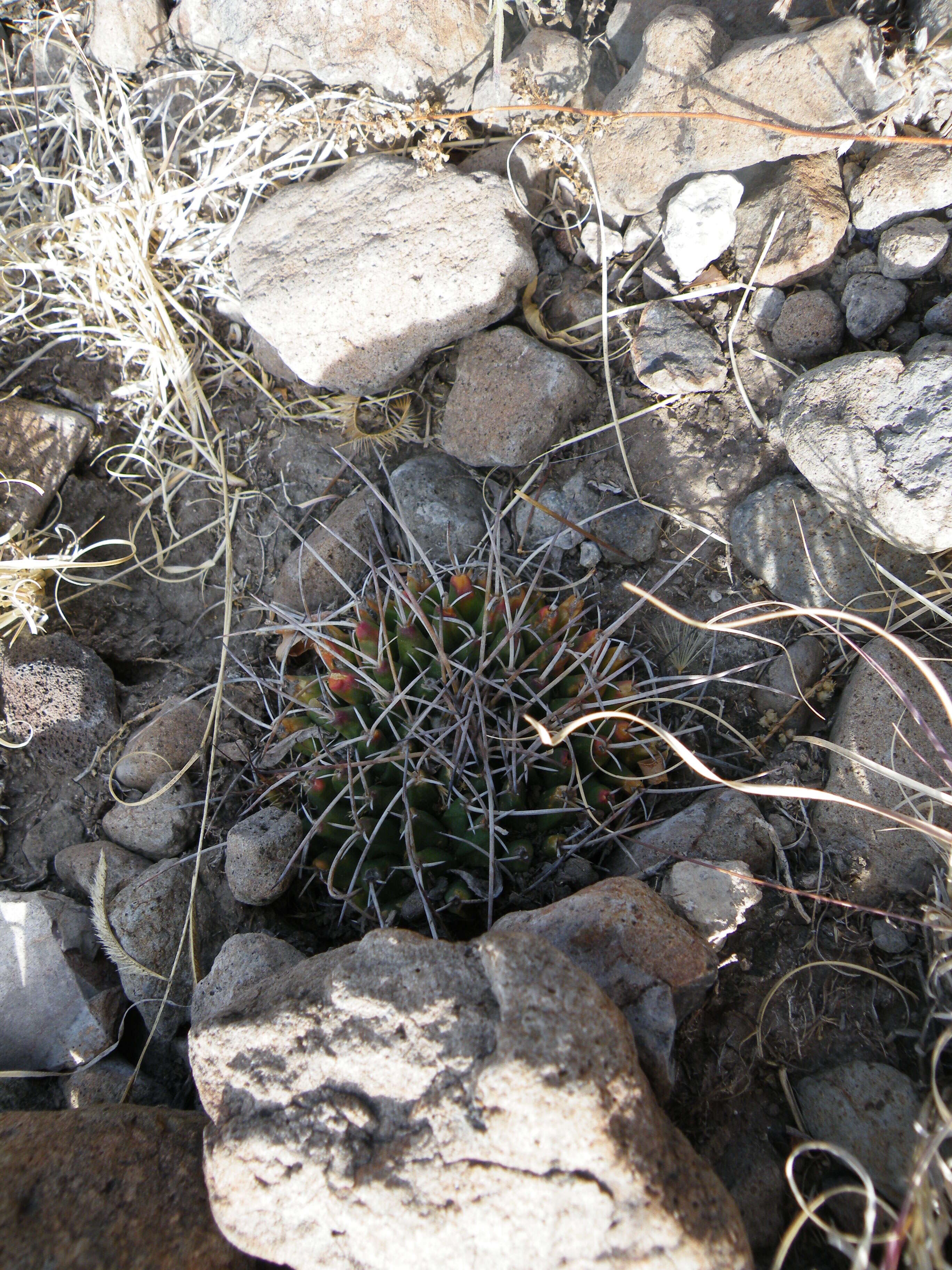 Sivun Mammillaria magnimamma Haw. kuva