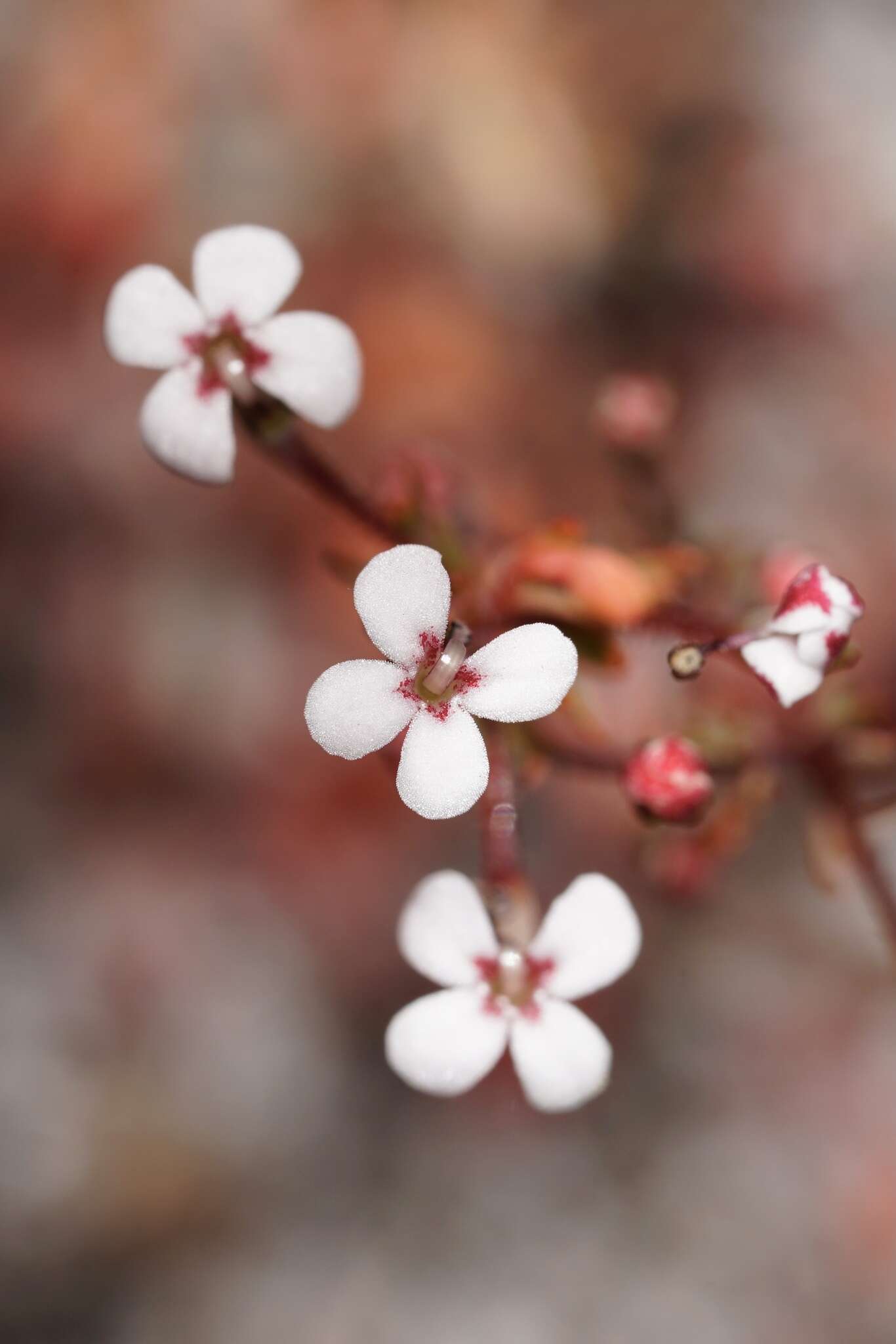 Image of Stylidium pulchellum Sond.