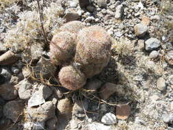 Image de Echinocereus pectinatus (Scheidw.) Engelm.