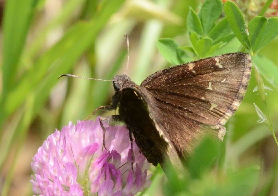 Image of Northern Cloudywing