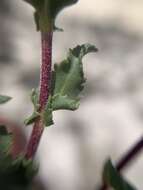 Image of Grindelia inuloides Willd.