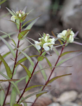 Imagem de Pedicularis racemosa subsp. alba Pennell