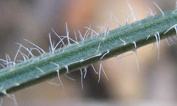 Image of Dicliptera decorticans (K. Balkwill) I. Darbysh.