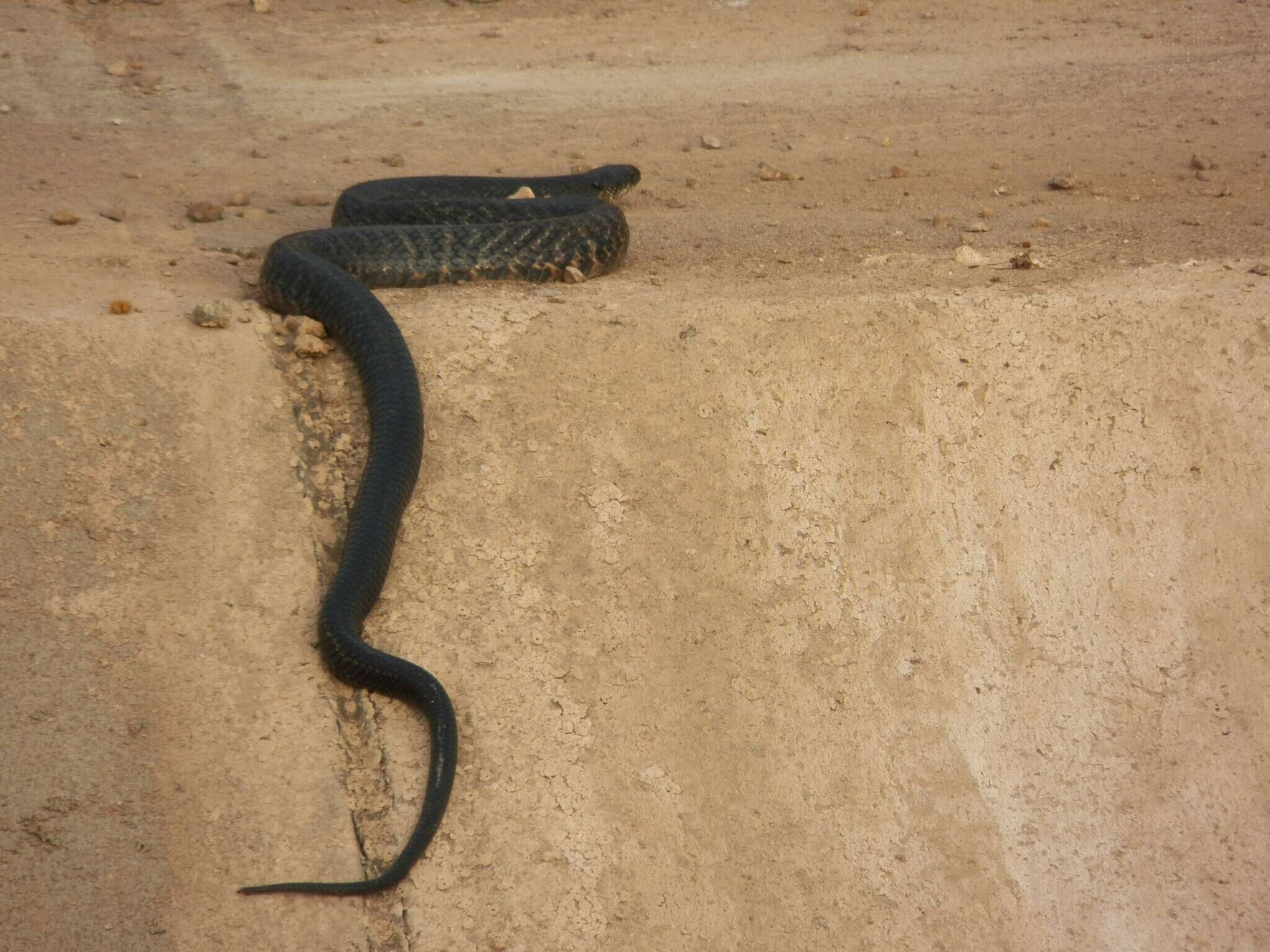 Plancia ëd Drymarchon melanurus rubidus H. M. Smith 1941