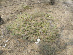 Image of Lady-finger Cactus