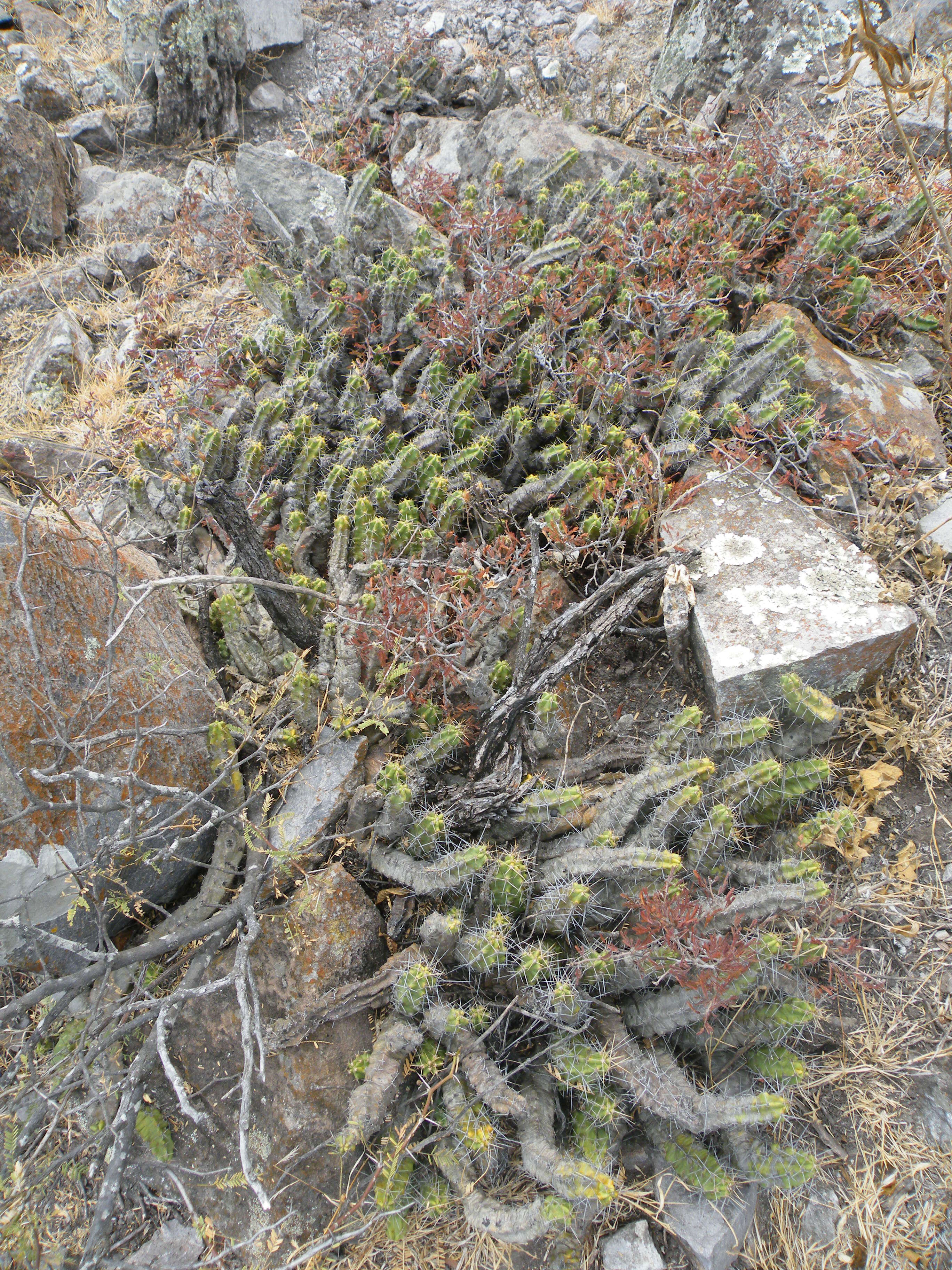 Image of Lady-finger Cactus