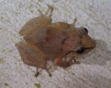 Image of Martinique Robber Frog