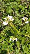 Image of Holy Mangrove