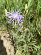 صورة Lactuca pulchella (Pursh) DC.