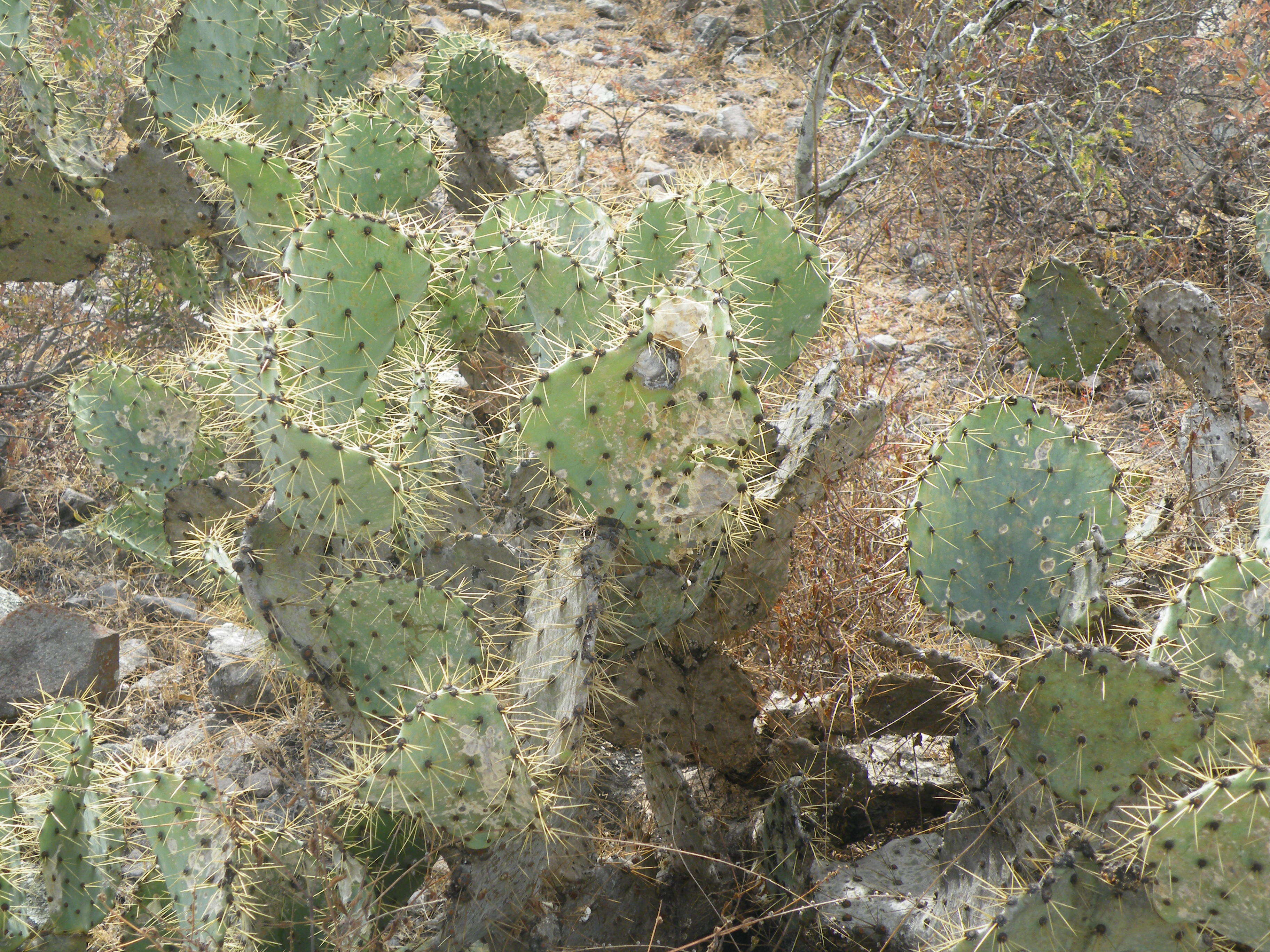 Image of Opuntia dillenii