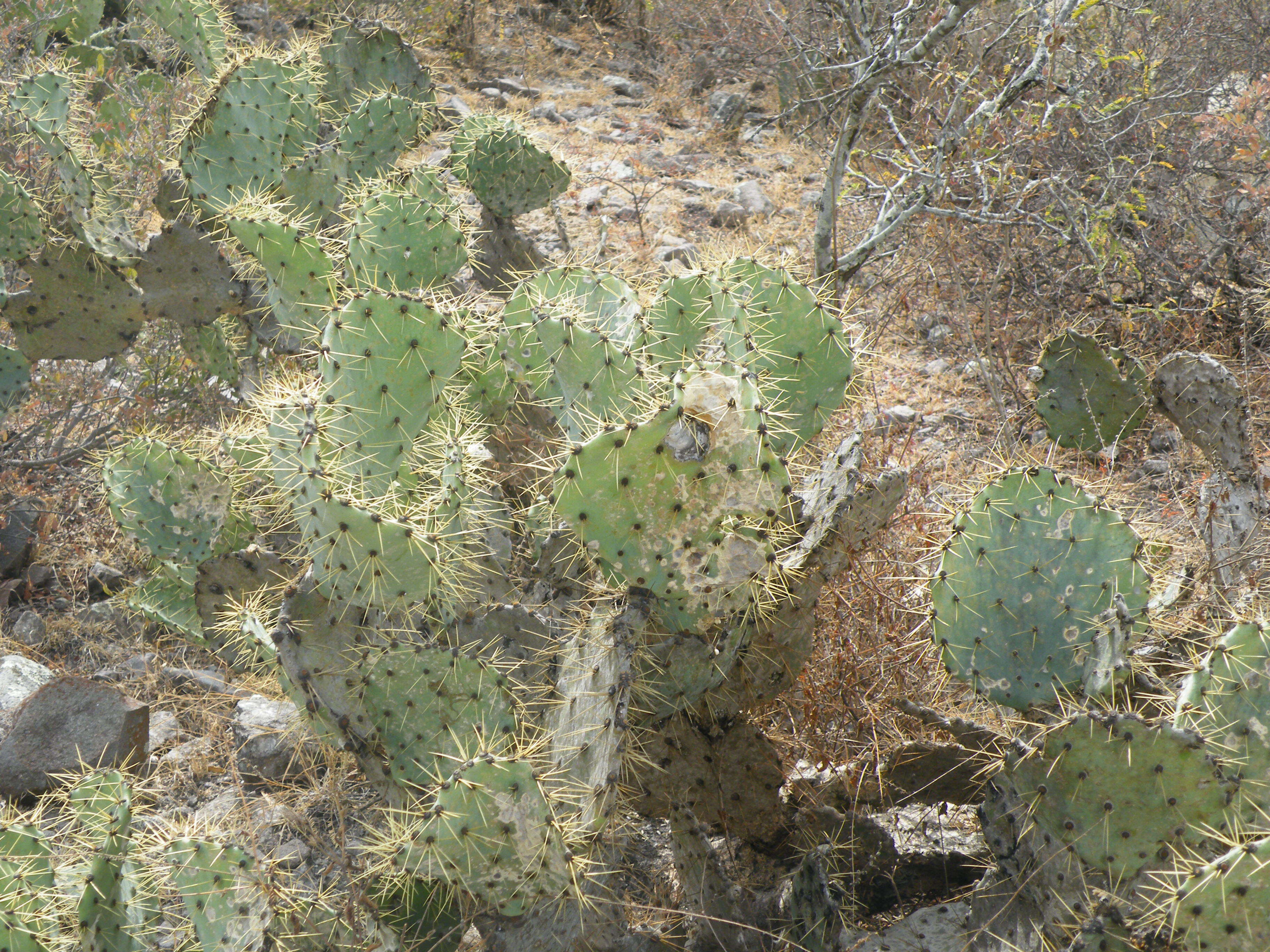 Image of Opuntia dillenii