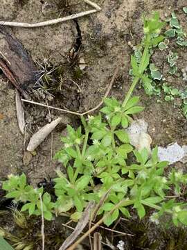 Image of yellow wall bedstraw