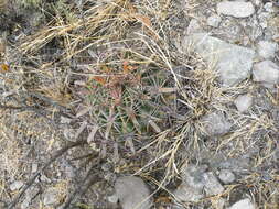 Image of Ferocactus latispinus (Haw.) Britton & Rose