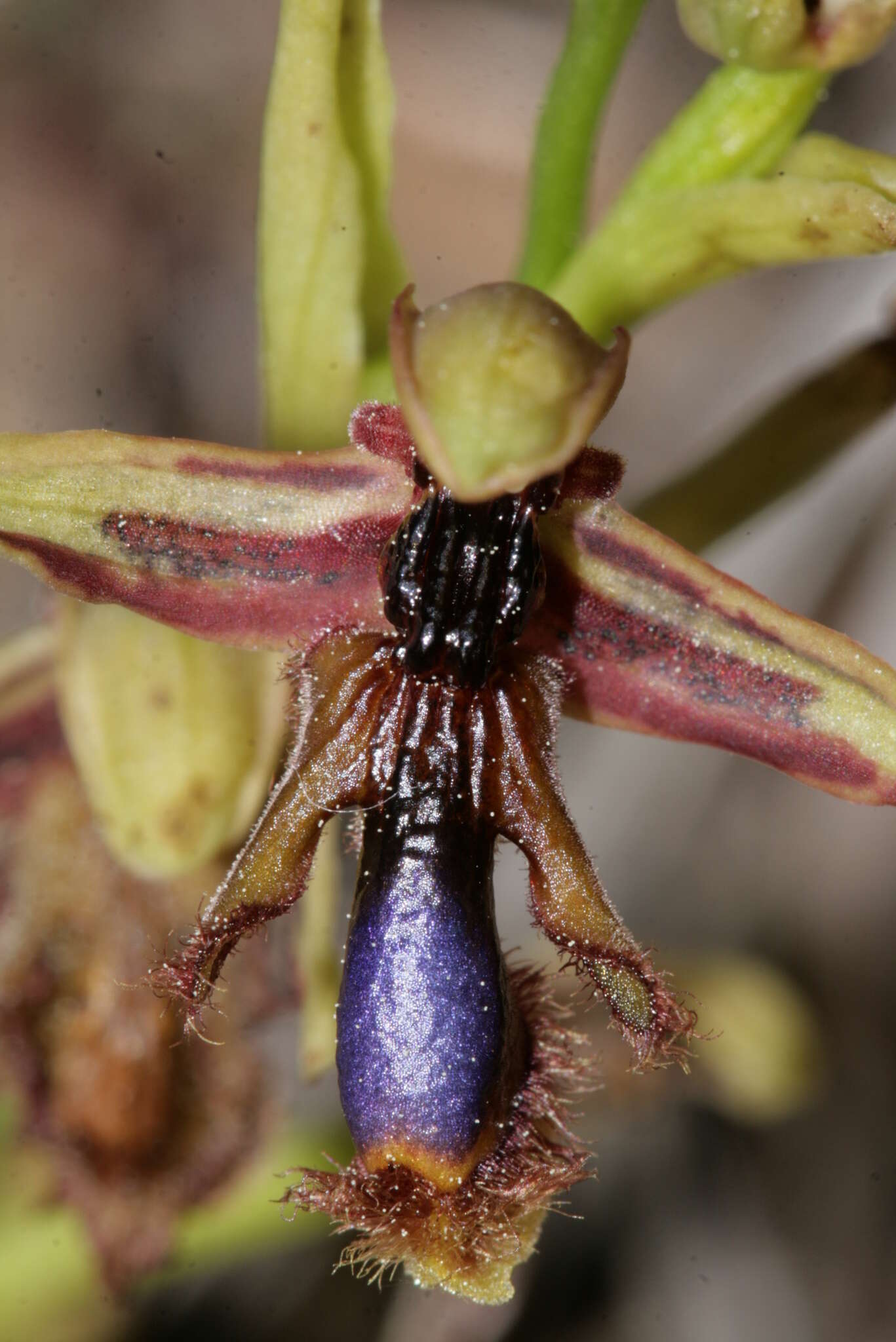 صورة Ophrys speculum subsp. regis-ferdinandii (Acht. & Kellerer ex Renz) Soó