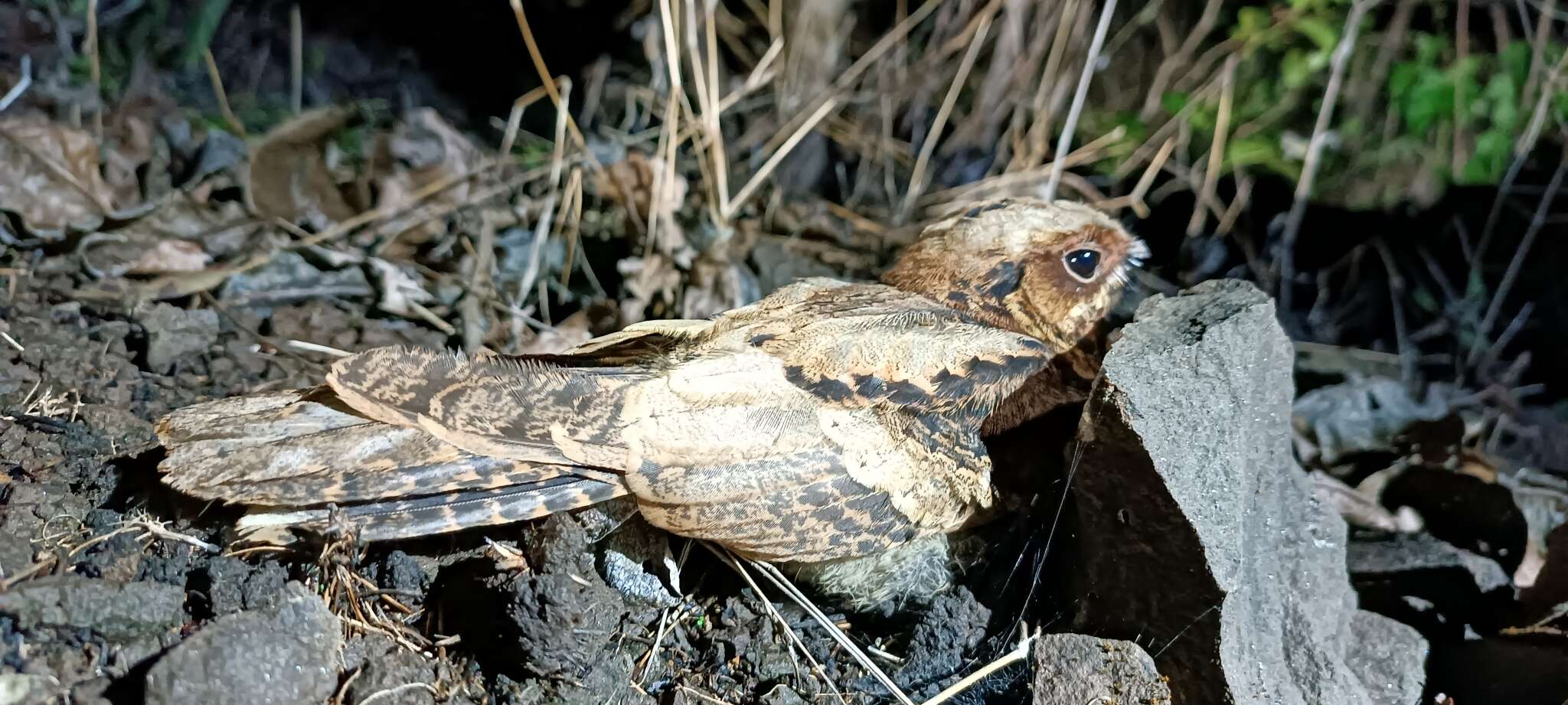 Слика од Caprimulgus atripennis Jerdon 1845