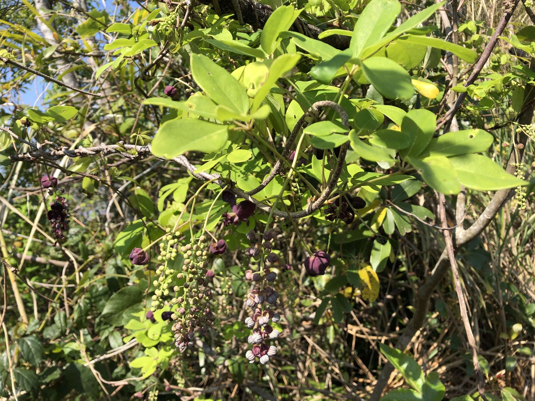 Imagem de Akebia longeracemosa Matsum.