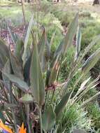 Image of Bird of paradise plant