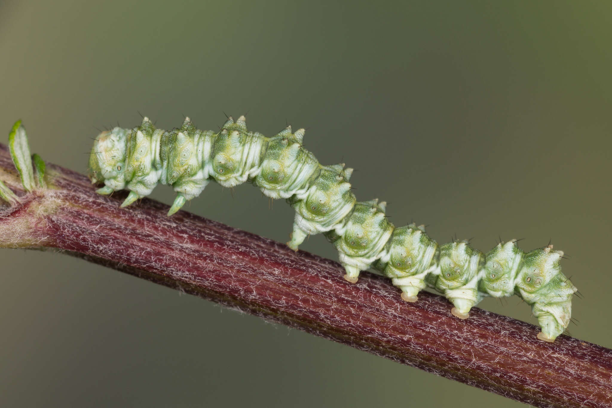 Image of scarce wormwood