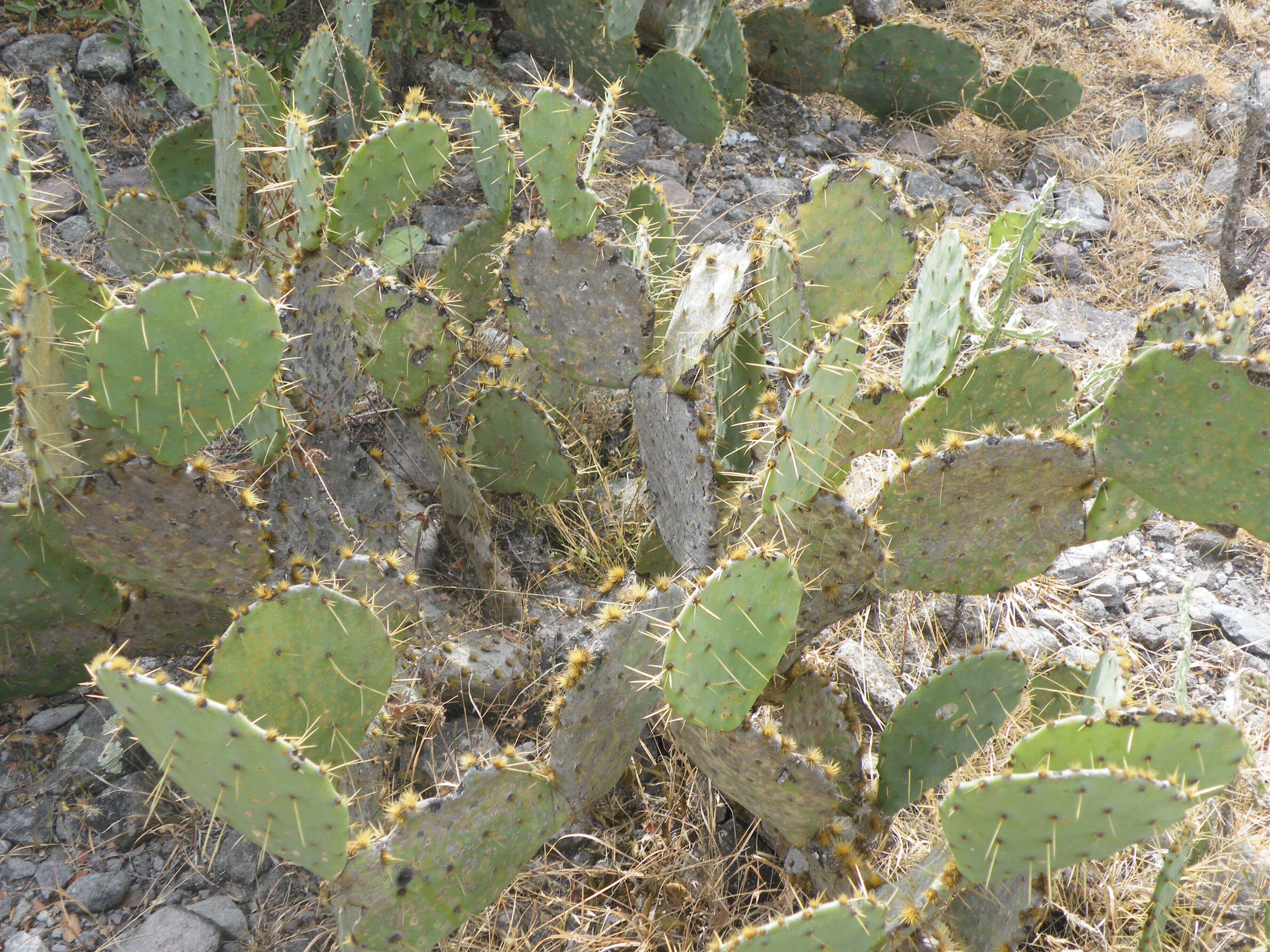 Image of Opuntia dillenii