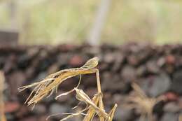 Image of Atlantic Canary