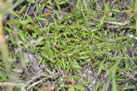 Image of Pygmy Smartweed