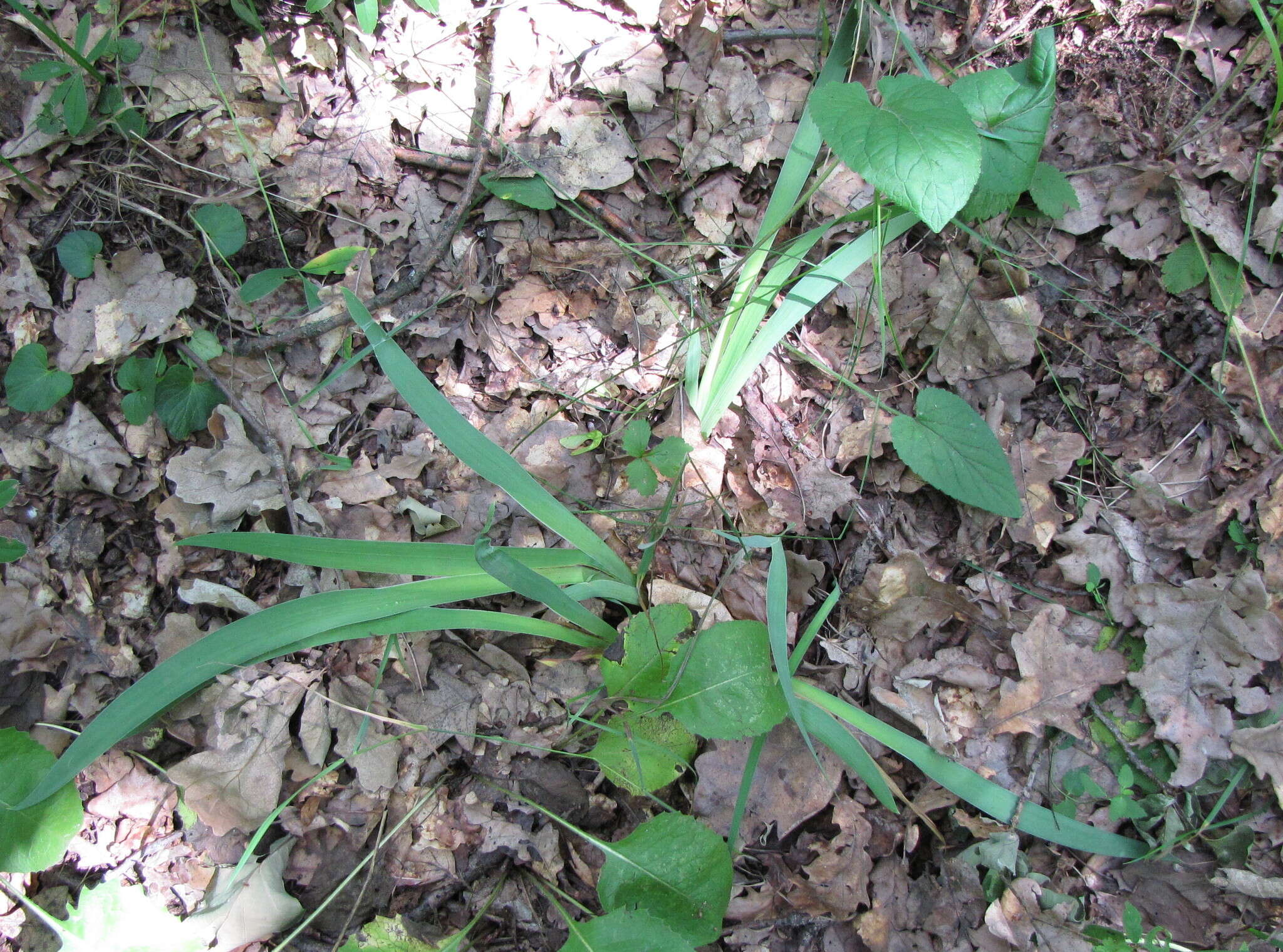 Image of stool iris